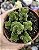 CRASSULA SPIRALIS ESTAGNOL POTE 9 - Imagem 1