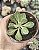 SENECIO OBOVATUS POTE 9 - Imagem 1