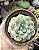 E. HIARIUM POTE 9 - Imagem 1