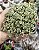 SEDUM BARBA DE MOISES VARIEGATA POTE 7 - Imagem 1