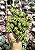 SEDUM HIRSUTUM POTE 9 - Imagem 1