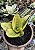 SANSEVIERIA VARIEGATA CUIA 13 - Imagem 1