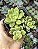 SEDUM SHANGRILA POTE 7 - Imagem 1