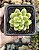 SEDUM SHANGRILA POTE 7 - Imagem 1