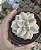 GRAP. VICTOR KANE VARIEGATA POTE 9 - Imagem 1