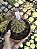 CACTO N⁰ 10 - Imagem 1