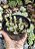 CRASSULA CORALINA POTE 9 - Imagem 1