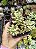 SEDUM AURORA POTE 7 - Imagem 1