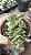CRASSULA SPRINGTIME POTE 9 - Imagem 1