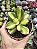 CRASSULA AUME'S SUNSET POTE 9 - Imagem 1
