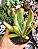 CRASSULA OVATA HOBBIT ( ORELHA DE FIONA) POTE 9 - Imagem 1