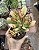 CRASSULA OVATA HOBBIT ( ORELHA DE FIONA) POTE 9 - Imagem 1