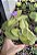 TRADESCANTIA SILLAMONTANA VAR. POTE 9 - Imagem 1