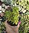 SEDUM RUBROTINCTUM POTE 7 - Imagem 1