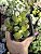 CRASSULA OVATA ( MINI JADE) POTE 7 - Imagem 1