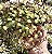PEPEROMIA RUBY CASCADE CUIA 13 - Imagem 1