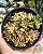 AEONUIM SEDIFOLIUM VARIEGATA POTE 9 - Imagem 1