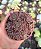 SINOCRASSULA INDICA POTE 9 - Imagem 1