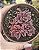 SINOCRASSULA INDICA POTE 9 - Imagem 1
