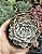 E. SHAVIANA POTE 9 - Imagem 1