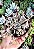 OROSTACHYS FURUSEI POTE 9 - Imagem 1