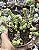 CRASSULA MARNERIANA POTE 9 - Imagem 1
