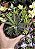 HAWORTIA ATENUATTA RADULA POTE 9 - Imagem 1