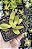 CRASSULA CAMPFIRE POTE 7 - Imagem 1