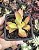 CRASSULA CAMPFIRE POTE 7 - Imagem 1