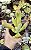 KALANCHOE ORICULA POTE 9 - Imagem 1
