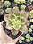 AEONIUM KIWI POTE 7 - Imagem 1