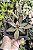 K. TOMENTOSA CHOCOLATE SOLDIER POTE 7 - Imagem 1