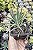 SENECIO AZUL POTE 7 - Imagem 1