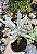 COTYLEDON ORBICULATA ELK HORNS ( CHIFRE DE ALCE) POTE 9 - Imagem 1