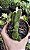 GASTERIA GRACILIS POTE 9 - Imagem 1