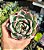 E. CASSIO VARIEGATA POTE 9 - Imagem 1