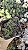 TRADESCANTIA NAVICULARIS POTE 7 - Imagem 1