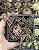 TRADESCANTIA NAVICULARIS POTE 7 - Imagem 1