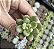 SEDUM SHANGRILÁ PLUG - Imagem 1