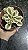 SEDUM ATLANTIS VARIEGATA POTE 9 - Imagem 1