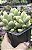 SEDUM ALLANTÓIDES POTE 7 - Imagem 1