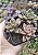 SEDUM BRONZE POTE 7 - Imagem 1