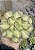 AEONIUM LEMON LIME VARIEGATA POTE 9 - Imagem 1