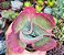KALANCHOE FANTASTIC POTE 9 - Imagem 1
