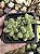 PACHYPHYTUM DIAMANTE POTE 7 - Imagem 1