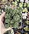 SEDUM MULTICEPS POTE 7 - Imagem 1
