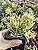 RIPSALIS CEREUSCULAPT POTE 7 - Imagem 1