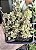PLECTRANTUS PROSTATUS POTE 7 - Imagem 1