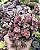 TRADESCANTIA CALLISIA REPENS ( DINHEIRO EM PENCA) POTE 7 - Imagem 1