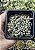 DASYPHYLLUM MINORE POTE 7 - Imagem 1
